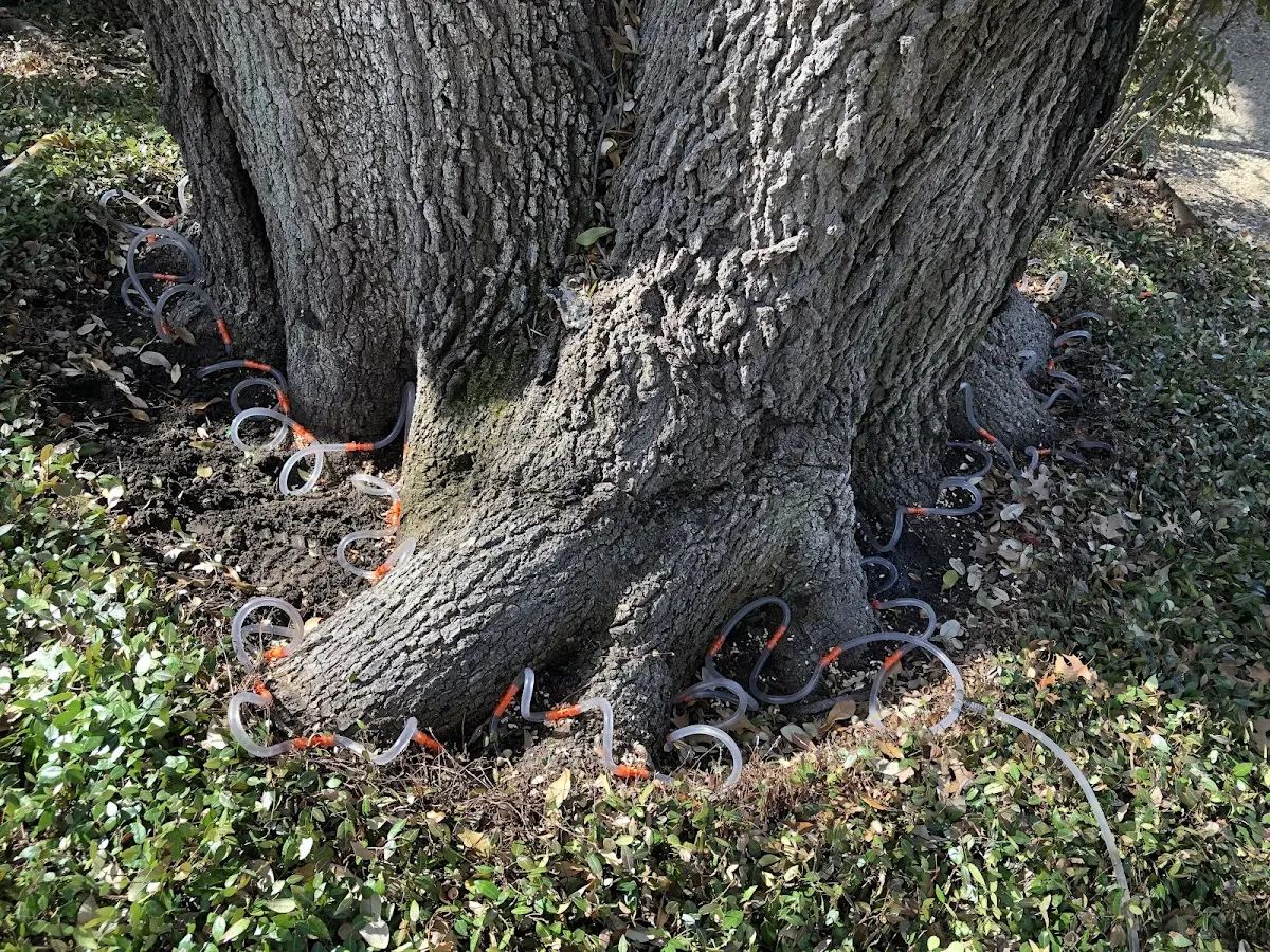 Detailed Tree Cabling and Bracing job site in Waves