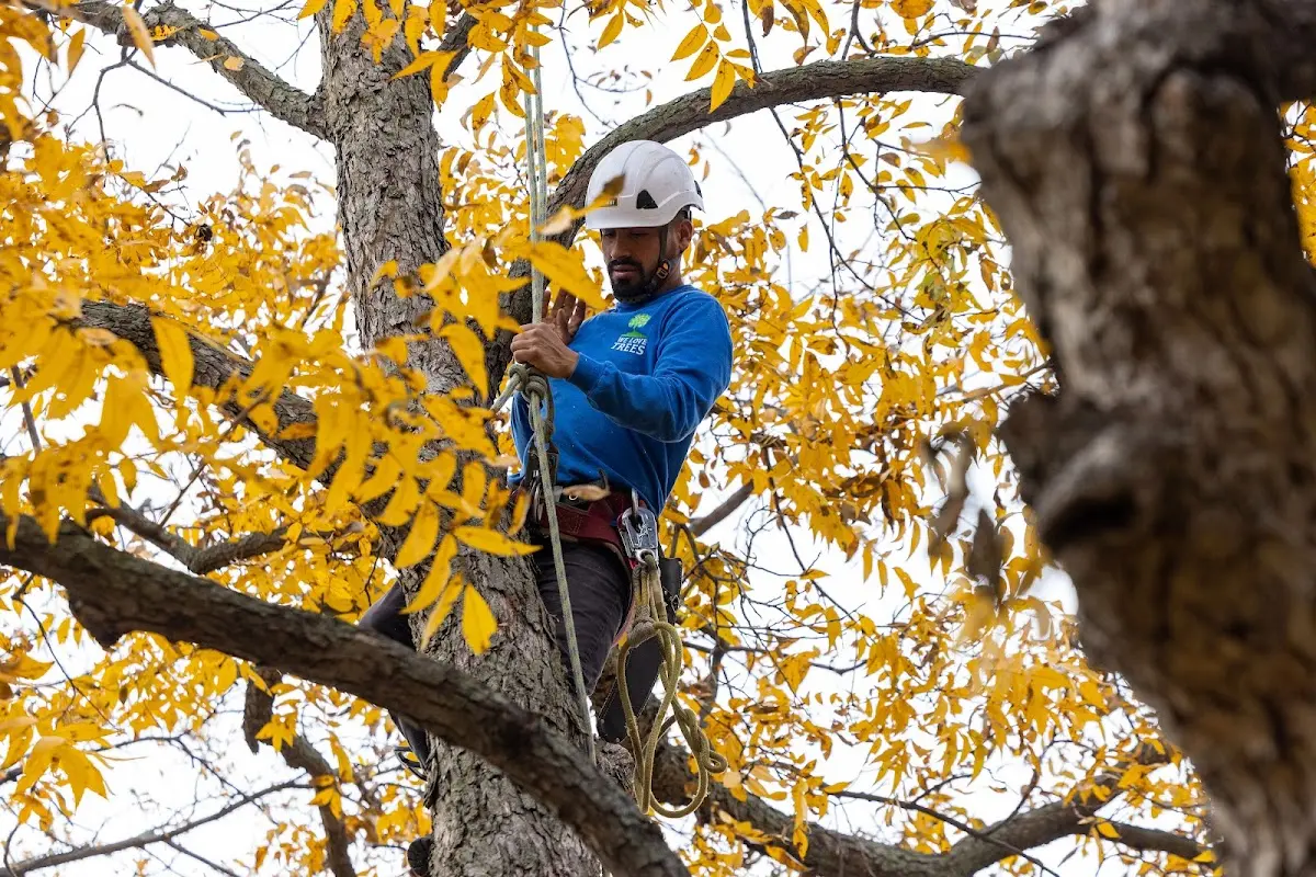 Skilled Tree Transplanting crew working in Waves
